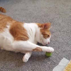 ginger and white cat Maxie holding wee ball under his paw